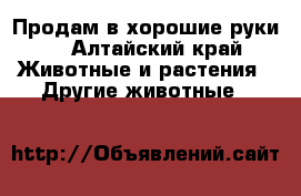 Продам в хорошие руки  - Алтайский край Животные и растения » Другие животные   